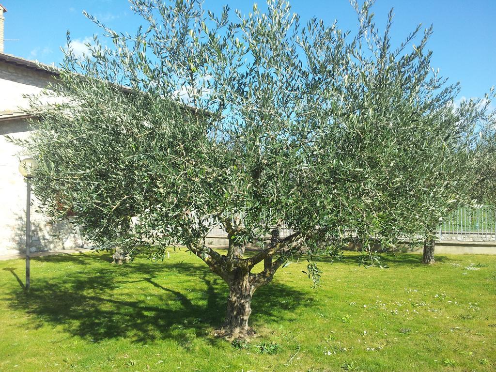 Assisana Affittacamere Santa Maria Degli Angeli  Dış mekan fotoğraf